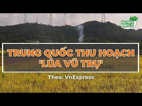 space-bred rice China