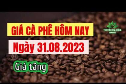 Vietnam coffee prices August 31, 2023