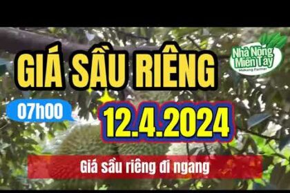 Vietnam durian prices April 12, 2024