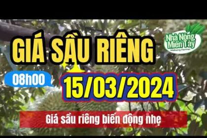 Vietnam durian prices March 15, 2024