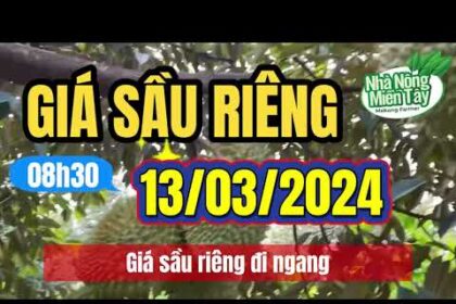 Vietnam durian prices March 13, 2024