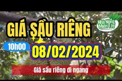 Vietnam durian prices February 8, 2024