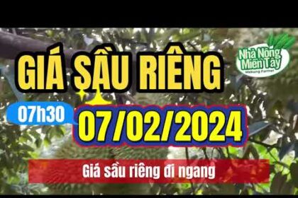 Vietnam durian prices February 7, 2024