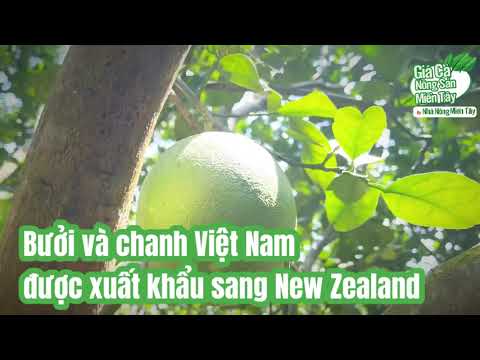 Pomelo prices