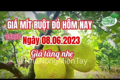 red-fleshed jackfruit prices today