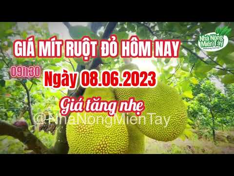 red-fleshed jackfruit prices today