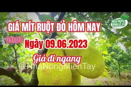 red-fleshed jackfruit prices today