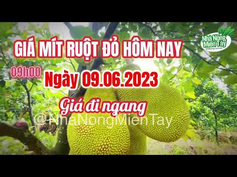 red-fleshed jackfruit prices today