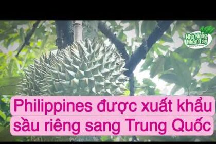 Durian news