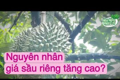 Durian prices