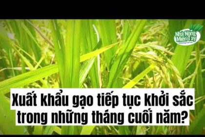 Rice news
