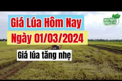 rice and paddy prices today