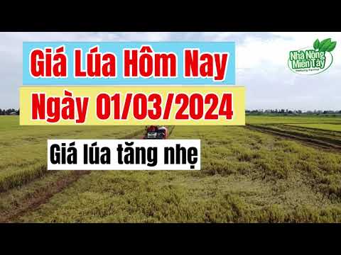 rice and paddy prices today