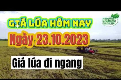 Rice prices