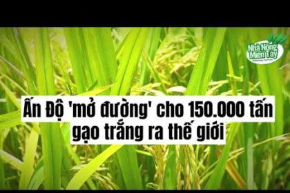 Rice news