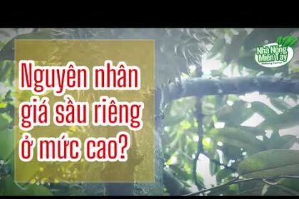 Durian prices