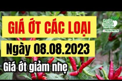 chili price August 8, 2023