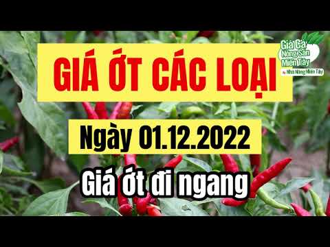 chili prices December 1, 2022