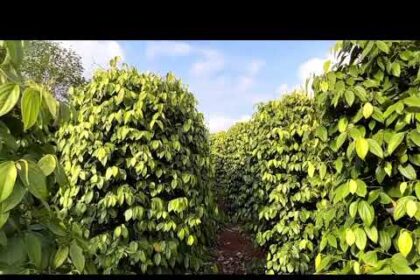 pepper farm in China