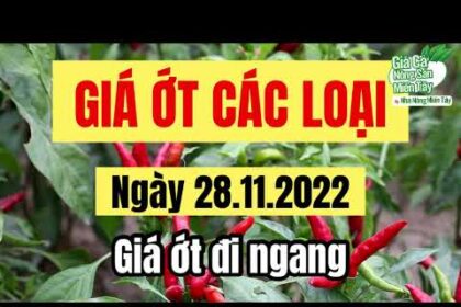 chili prices November 28, 2022