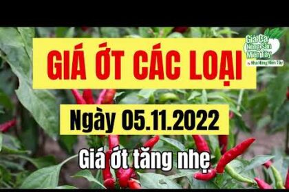 chili prices November 5, 2022
