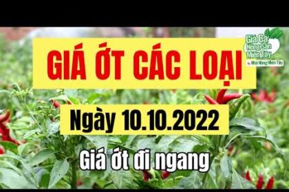 chili prices October 10, 2022