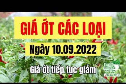 chili prices September 10, 2022
