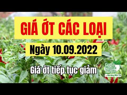 chili prices September 10, 2022