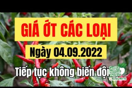 chili prices September 4, 2022