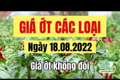 chili prices August 18, 2022