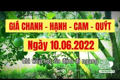 lime, calamansi, king orange, sweet orange and mandarin prices June 10, 2022