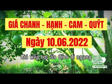 lime, calamansi, king orange, sweet orange and mandarin prices June 10, 2022