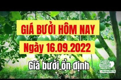 pomelo prices September 16, 2022