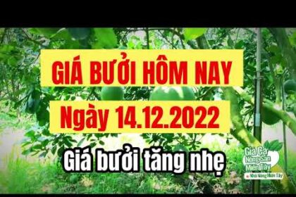 pomelo prices December 14, 2022