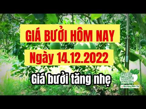 pomelo prices December 14, 2022