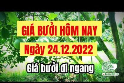 pomelo prices December 24, 2022