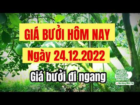 pomelo prices December 24, 2022
