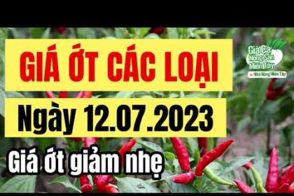 chili price July 12, 2023