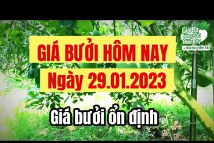green-skin pomelo prices January 29, 2023