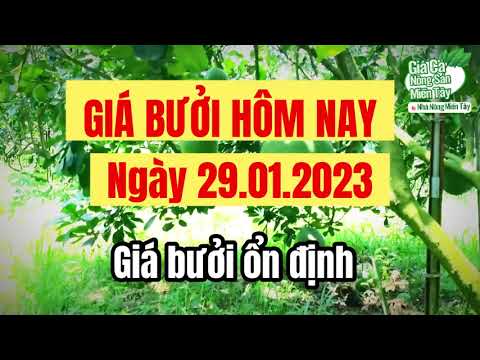 green-skin pomelo prices January 29, 2023
