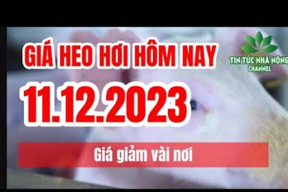 Vietnam live hog prices December 11, 2023