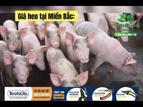 Vietnam live hog prices September 19, 2023