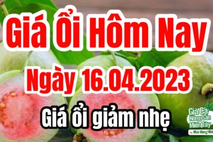 guava price April 16, 2023