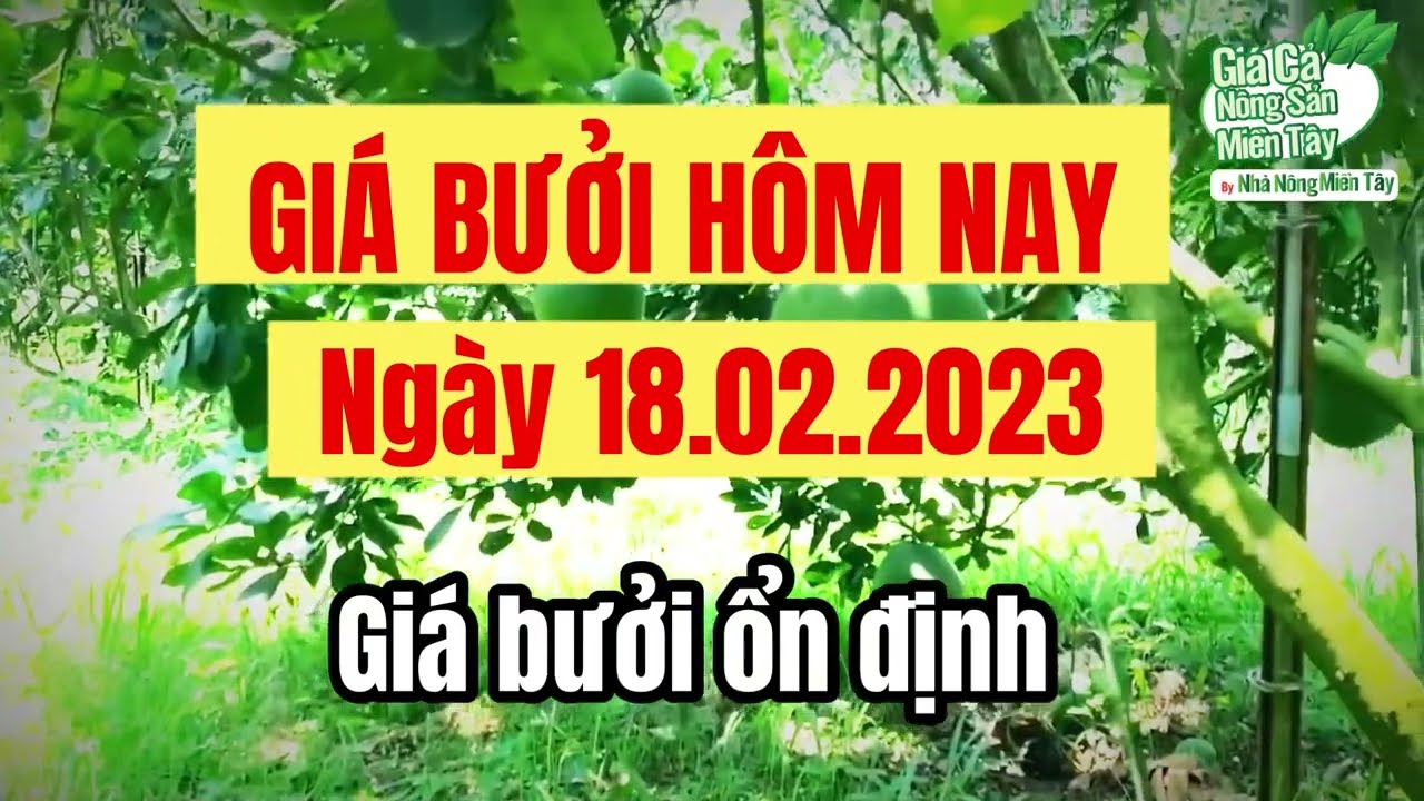 pomelo prices February 18, 2023