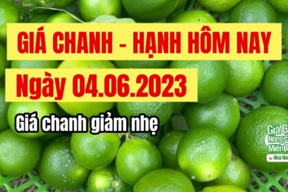 lime prices June 4, 2023