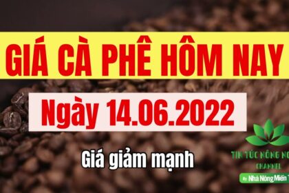 Vietnam coffee prices June 14, 2022