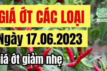 citrus fruit prices June 17, 2023