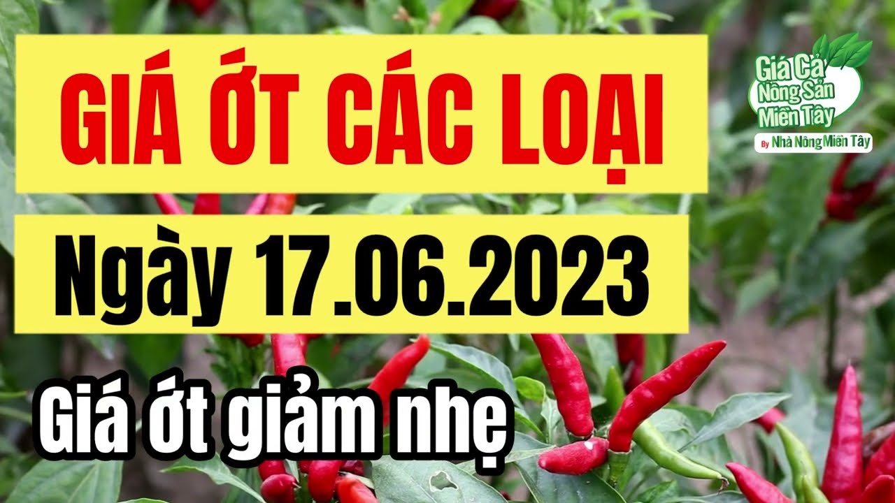 citrus fruit prices June 17, 2023