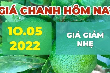 lime, calamansi, orange and mandarin price May 10, 2022
