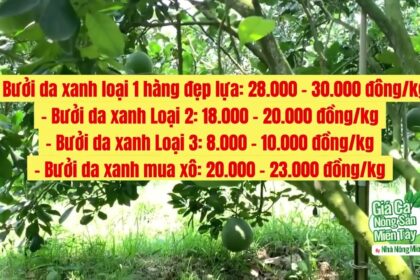 pomelo, lime, calamansi, orange and mandarin price April 5, 2022
